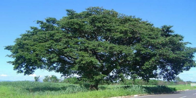  Óleo de Copaíba e seus muitos benefícios para a Saúde.
